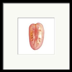  Translucent Fruit Photograph Roma Tomato. Framed, 12 x 12 