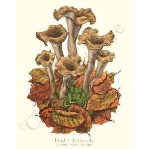  Botanical Mushroom Print: Black Trumpet/Black Chanterelle 