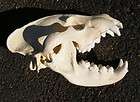 Huge #1 world record striped hyena skull taxidermy replica cast 