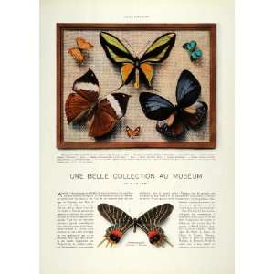   Moth Lepidoptera Insect Bug Collecting   Original Print Article Home