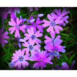  Purple Beauty Creeping Phlox Seed Packet: Patio, Lawn 