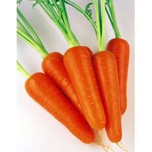  Kuroda Long 8in Carrot Seeds