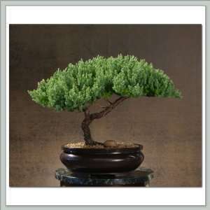 Bonsai Tree Juniper  Mensa Grocery & Gourmet Food