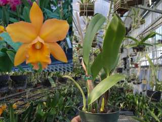 Orchid Plant Blc. Volcano Delicious Volcano Apricot Flowering Size 