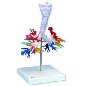 3B Scientific G23 CT Bronchial Tree Model with Larynx, 8.7 Length x 7 