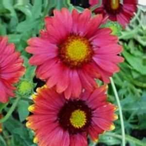  BLANKET FLOWER BURGUNDY / 1 gallon Potted Patio, Lawn 