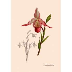  Orchid Cypripedium Calurum 44X66 Canvas