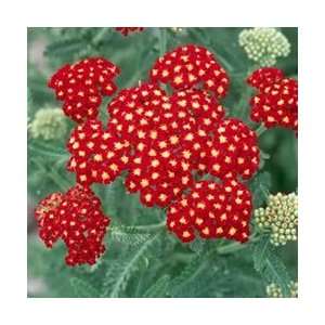  Yarrow   Strawberry Seduction Perennial Flower Patio 