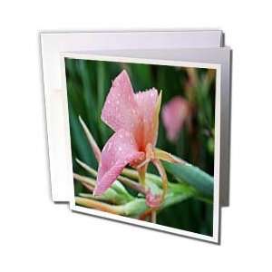  WhiteOak Photography Floral Prints   Pink Cannas Pink 