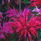 Gourgeous Perennials Moranda Bee Balm  Panorama Mix