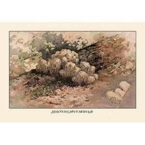  Hydnum Caput   Medusae   12x18 Framed Print in Gold Frame 