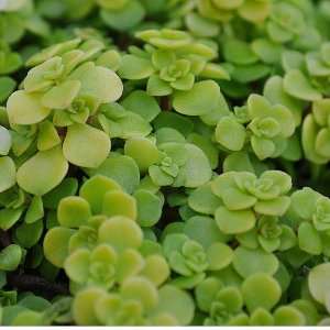  Sedum makinoi, Ogon   Stonecrop: Patio, Lawn & Garden