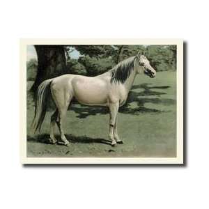  Cassells Horse I Giclee Print