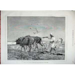 1882 Egypt Cattle Ploughing Farming Field Birds Farmer 