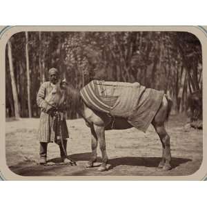  Central Asia,horse,pack saddle,transportation,c1865