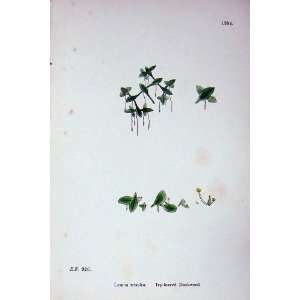  Sowerby Plants C1902 Ivy Leaved Duckweed Lemna Trisulca 