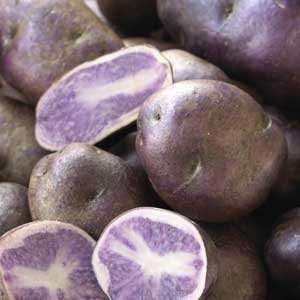  Certified Organic Seed Potatoes: Purple Majesty Seed 