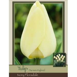   Tulip Darwin Hybrid Ivory Floradale Pack of 100 Bulbs Patio, Lawn