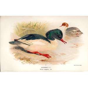    Goosander Lilfords Birds 1885 97 By A Thorburn
