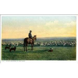  Reprint Unknown West   Sheep Herding in the West 1900 1909 