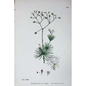  Corn Spurrey Spergula Arvensis Botany Plants C1902