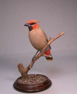 Bohemian Waxwing Orig Backyard Bird Carvings/Birdhug  