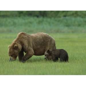  Bear (Ursus Arctos Horribilis) Mother and Cub Eating Sedge Grass 
