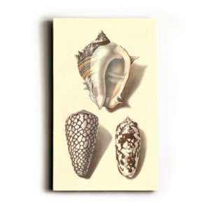  Sea Shells , 12x8