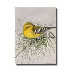  Pine Warbler Dendroica Pinus Perched On A Branch Giclee 