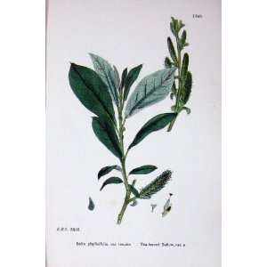   : Botany Plants C1902 Tea Leaved Sallow Salix Tenuior: Home & Kitchen