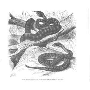  Short Death Adder Snake Antique Print 1896: Home & Kitchen