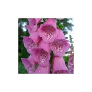  Digitalis purpurea (Foxglove)   Bulk Wildflower Seeds 
