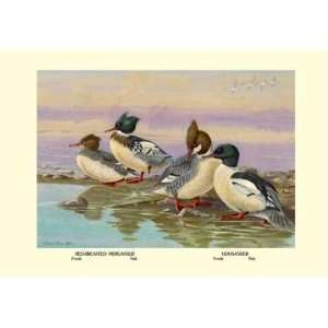  Exclusive By Buyenlarge Red Breasted Merganser and 