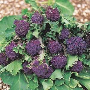  Early Purple Sprouting Broccoli Seeds