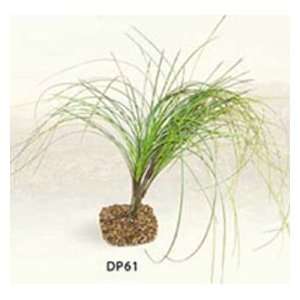  Keepers Choice Extra Large Wavy Grass