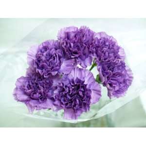 20 Fresh cut Purple Moonlite Carnations (advance ordering recommended 
