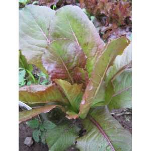  Mesclun Lettuce Mix Patio, Lawn & Garden