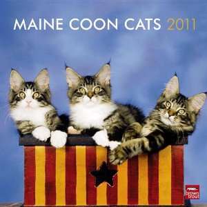  2011 Cat Calendars: Maine Coon Cats   12 Month   30x30cm 