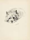 Cairn Terrier Dilly Beautiful Dog Sketch Page Print By Lucy Dawson 