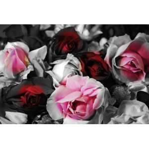  Black and White Roses: Flower Photograph: Home & Kitchen