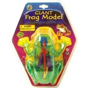  Giant Frog Model Biology Kit: Toys & Games