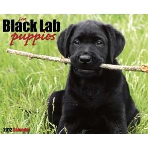  Black Lab Puppies 2012 Wall Calendar: Office Products