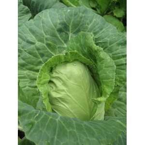  Early Jersey Wakefield Cabbage Seeds