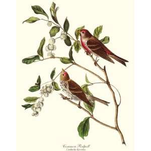  Bird Prints Common Redpoll