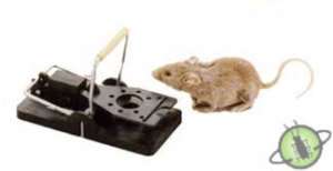 Snap E Mouse/Mice Easy to use reuseable traps  