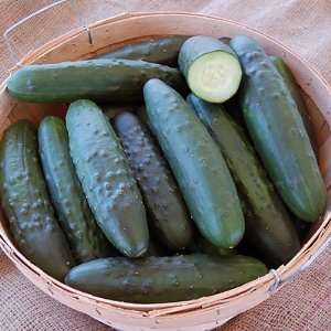  Organic Marketmore Cucumber Seeds: Patio, Lawn & Garden
