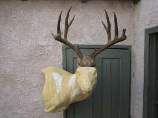 5x5 WHITETAIL DEER RACK Antlers 165 6/8 B&C mule mount taxidermy elk 
