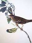 GOLDEN CROWNED SPARROW 1937 1st Edition Audubon Bird Lithograph Print 