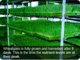 Easy Pha max Organic Wheatgrass Powder, INS 100% Natural Wheat Grass 