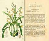Edwardss Botanical Register Floral Prints 15 Volumes PDF On CD  
